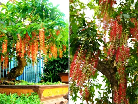3 cây cảnh 'giữ lộc', nhà giàu hay trồng trong nhà, trồng càng lâu gia đình càng thịnh vượng