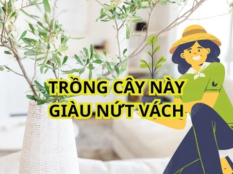 3 loại cây cảnh hợp cả 5 mệnh, dễ trồng dù nhà chật hay rộng, giàu hay nghèo đều trồng được