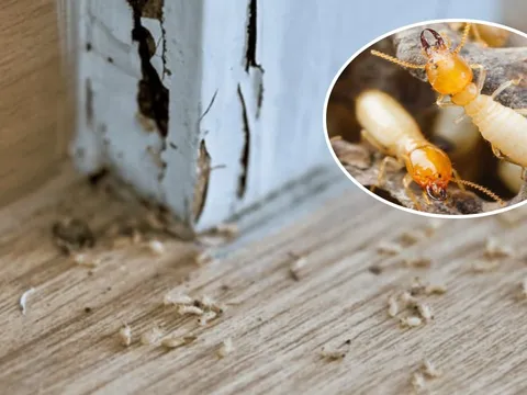 6 cách diệt mối bằng nguyên liệu tự nhiên, có sẵn tại nhà