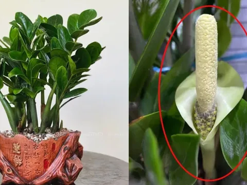 Cây kim tiền kỵ nhất người thuộc 2 mệnh này: Cố tình trồng là dễ nghèo bền vững, của cải trôi hết