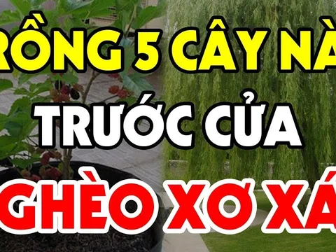 Cây âm vào nhà, gia đình không nghèo cũng bại, chặt bỏ đi đừng tiếc