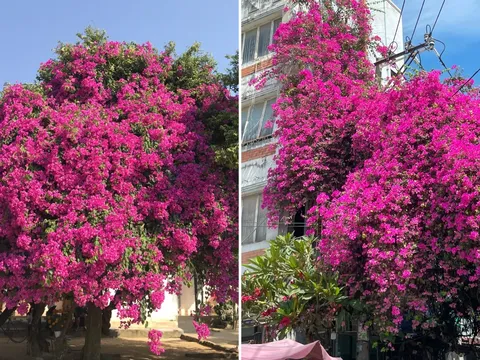 Cây hoa giấy chiêu tài đón lộc, trồng đúng 4 vị trí này trong nhà để hút tiền tài