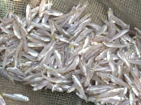 Đi chợ gặp 6 loại cá này mua ngay kẻo hết: Cá tự nhiên giá bình dân, bổ dưỡng như nhân sâm tổ yến