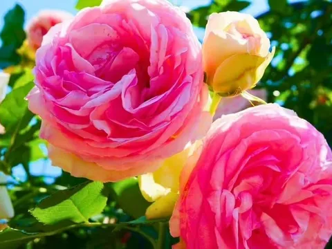Hoa hồng sẽ nở rộ rực rỡ suốt mùa hè nếu bạn tưới lên đất một vật đơn giản vào tháng 6
