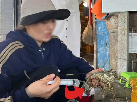 Phát hiện Tôm Hùm bị bơm Tạp Chất biến con đã chết thành Tôm Tươi, người ăn gặp nguy hiểm thế nào?