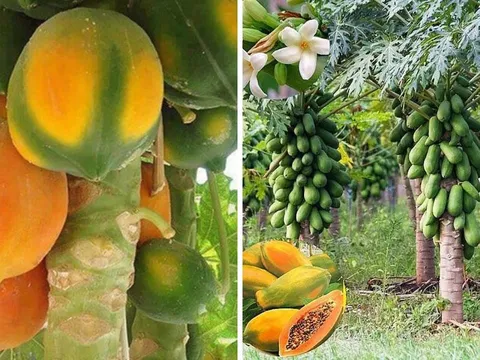 Quả đu đủ dùng thắp hương mang ý nghĩa tài lộc đủ đầy: Vậy có nên trồng cây đu đủ trước nhà?