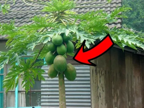 Trồng cây đu đủ trước cửa nhà có thu hút Tài Lộc về cho gia chủ không?