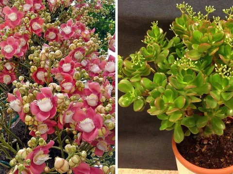 "Người trồng hoa, hoa dưỡng người": 6 loại cây cảnh phú quý, thịnh vượng, kích hoạt tài vận càng nghèo càng nên trồng