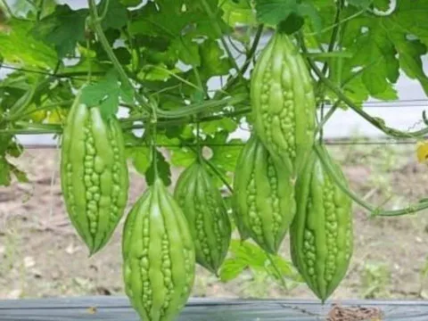 2 loại rau “thần dược” giúp người Nhật sống thọ, rẻ bèo chỉ 5.000 đồng bán đầy chợ Việt