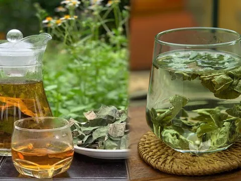 Lấy nắm lá này đun nước uống, mỗi ngày một cốc giúp giảm mỡ máu