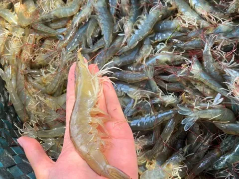 Ra chợ mua tôm chọn lấy tôm thẳng hay cong? Cách chọn tôm tự nhiên ngọt thịt