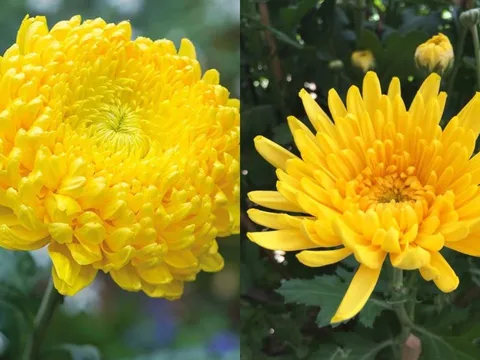 Vì sao người xưa hay thắp hương hoa cúc vàng? Ý nghĩa sâu xa không phải ai cũng biết