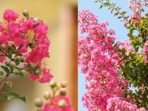 Vì sao nhà giàu xưa thích trồng cây Hoa Tường Vi trước nhà? Ý nghĩa bất ngờ của loài hoa này