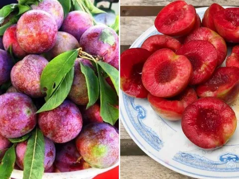 Ăn mận nhớ làm 4 điều này để không bị nóng trong, nổi mụn