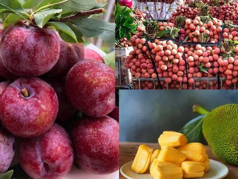Ăn Vải, Mận, Mít có gây "nóng trong" không, tại sao nhiều người bị "nổi mụn" khi ăn?