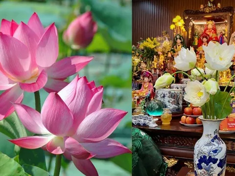 Thắp hương Hoa sen, chú ý 4 điều này tránh gây Sát khí, tổn hao Phúc Lộc, giữ trang nghiêm thờ cúng