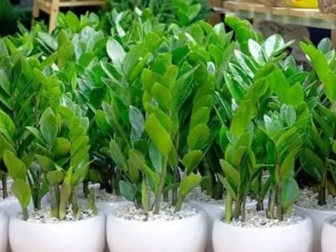 Làm mãi không giàu, gia đình lục đục? Hãy tránh ngay những điều kiêng kỵ trước cửa nhà