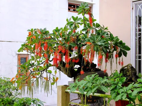 Loại cây trồng trước cửa hứng lộc, trồng sau nhà của cải sinh sôi, là những cây nào?