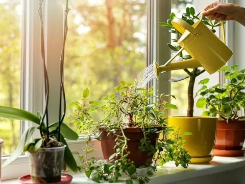 Cây cảnh luôn tươi tốt nhờ mẹo đơn giản: Không tốn công, không lo khô héo