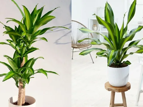 Cây Thiết Mộc Lan kỵ với người mệnh này, trồng trong nhà dễ hao tài tán lộc