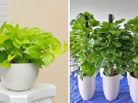 Có nên trồng cây trầu bà trong nhà?