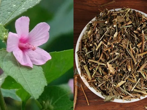Ké hoa đào: Loài cây từng bị nhổ bỏ không thương tiếc, nay thành “vàng khô” giá 500.000 đồng/kg