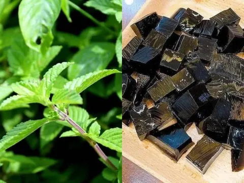 “Loại cỏ dại” bỗng thành đặc sản giải nhiệt mùa hè, giá 150.000 đồng/kg, trồng dễ lời cao khiến dân tình tranh nhau săn