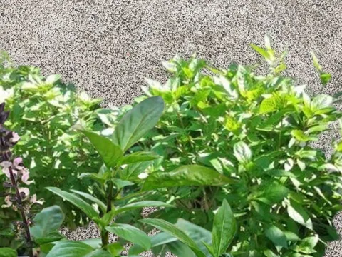 Loại rau quen thuộc "lên đời" thành Cây cảnh Phong Thủy, trồng 1 chậu nhỏ giúp tăng sức khỏe, Thu Tài hút lộc