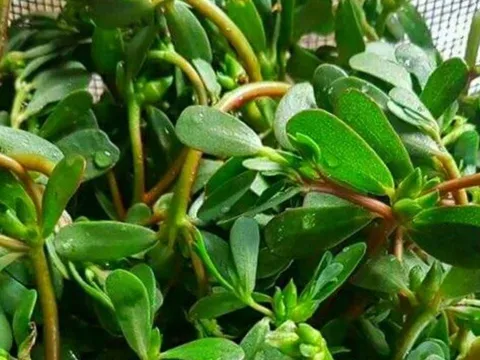Rau sam: Rau dại rẻ tiền nhưng lợi ích tuyệt vời, thành đặc sản thời hiện đại, thấy nhớ mua ngay