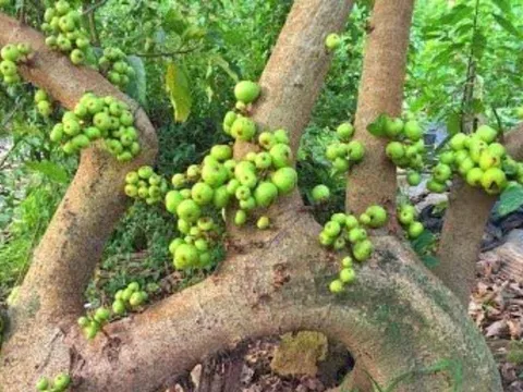 Trồng cây sung có ý nghĩa phong thủy gì? Vì sao người xưa trồng cây sung bên cạnh cây vạn tuế và lộc vừng?