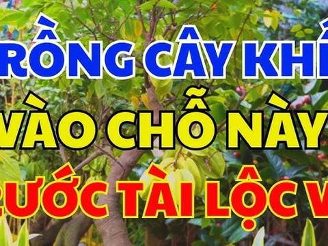Vị trí trồng khế tốt nhất: Chỉ cần 1 cây ở vị trí này tiền vào như nước, sung túc trọn đời