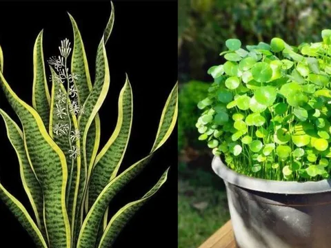 5 cây cảnh trong nhà nở hoa Báo Điềm Gở, Xử lý ngay kẻo Hao Tài Tốn Lộc, Khó Giàu Sang