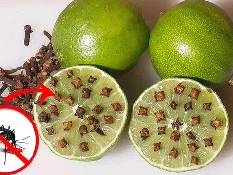 Bổ đôi quả chanh rồi cắm thứ này vào, muỗi cả đàn cũng bay đi hết