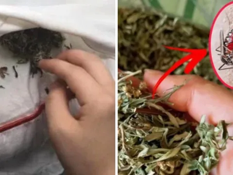 Bỏ nắm lá này vào phòng ngủ: Muỗi nhiều đến mấy cũng bay xa, không cần vượt muỗi hay phun thuốc