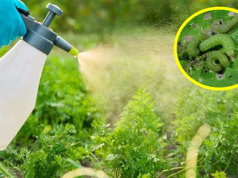 Cách làm thuốc trừ sâu từ các nguyên liệu tự nhiên, vừa hiệu quả, vừa tiết kiệm, an toàn