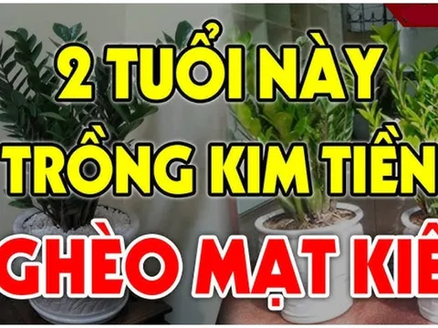 Cây Kim Tiền Hút Tài Lộc:  2 tuổi này tuyệt đối không nên trồng, cây càng xanh người càng suy