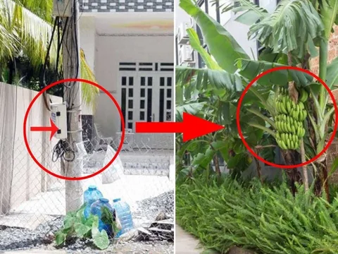 Nhà nghèo đừng chặt bỏ 3 cây, con cháu no đủ 3 đời, là cây gì?