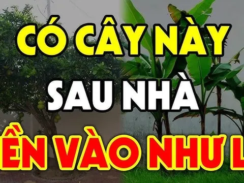 4 loại cây Thần Tài Sủng Ái: Trồng ở nhà nào nhà đó phát tài, giàu có