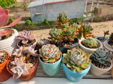 7 loại cây trồng trong nhà vừa đẹp, vừa tốt cho sức khỏe, giúp trị bệnh, lại có ý nghĩa phong thủy tốt lành