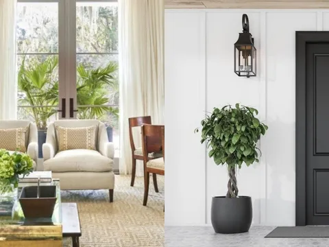 Đặt cây xanh đúng 4 vị trí này trong nhà: Khử độc, thu hút tài lộc, gia chủ giàu nứt đố đổ vách