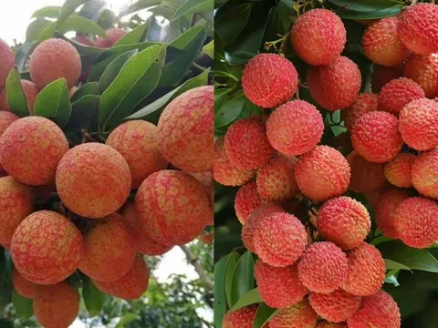 Mùa quả vải chín, giàu dinh dưỡng nhưng 7 nhóm người nên hạn chế ăn vải