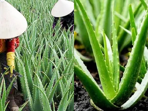 Nghề lạ ở Việt Nam: Trồng cây nha đam – “lộc trời” từ cây dại thành đặc sản giải nhiệt mùa hè