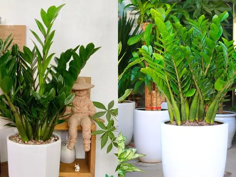 Trồng cây kim tiền có 4 điều cấm kỵ, nhiều người chưa biết