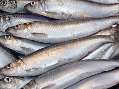 Loại cá 'béo' giúp giảm mỡ máu, chợ Việt Nam bán đầy – Gặp là nên mua ngay!