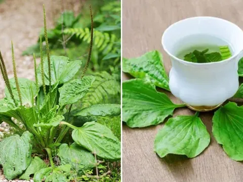 Loại lá đem đun nước uống giúp thải độc, mát gan