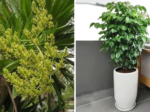 Nhà giàu rất thích trồng 3 loại cây này: Trồng 1 cây trong phòng khách vượng khí dâng cao, tài lộc đổ về