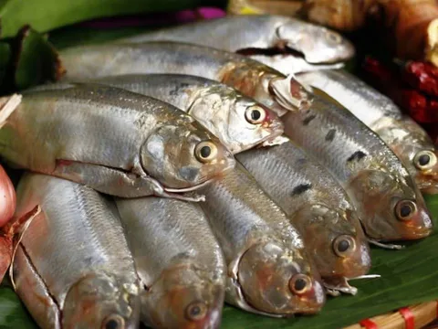 Thấy 7 loại cá này ở chợ phải mua ngay: Dinh dưỡng ngang nhân sâm, rẻ hơn tổ yến, lại không hóa chất