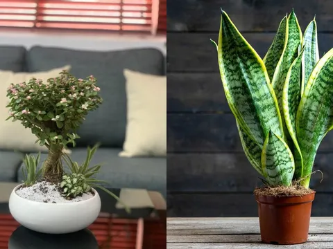 3 loại cây đặt phòng khách giúp gia chủ hút lộc tiền vào như nước, nghèo đến mấy cũng nên trồng 1 chậu
