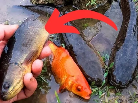 5 loại cá "ngậm" đầy thủy ngân, chợ bán rẻ cũng đừng dại mua về
