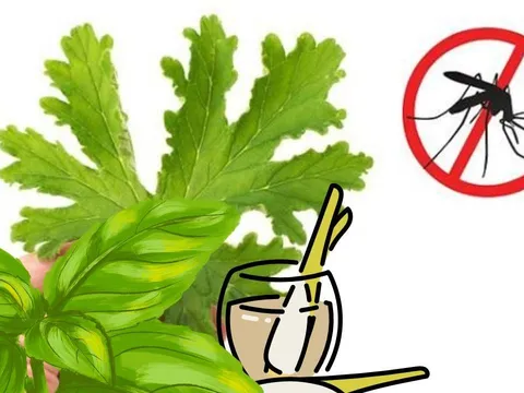  Cách đuổi muỗi tự nhiên không cần phun xịt hóa chất: An toàn – Hiệu quả – Thân thiện môi trường